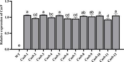 Efficient virus-mediated genome editing in cotton using the CRISPR/Cas9 system